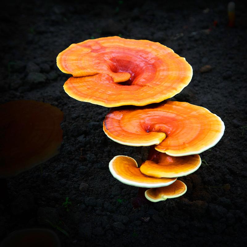 灵芝